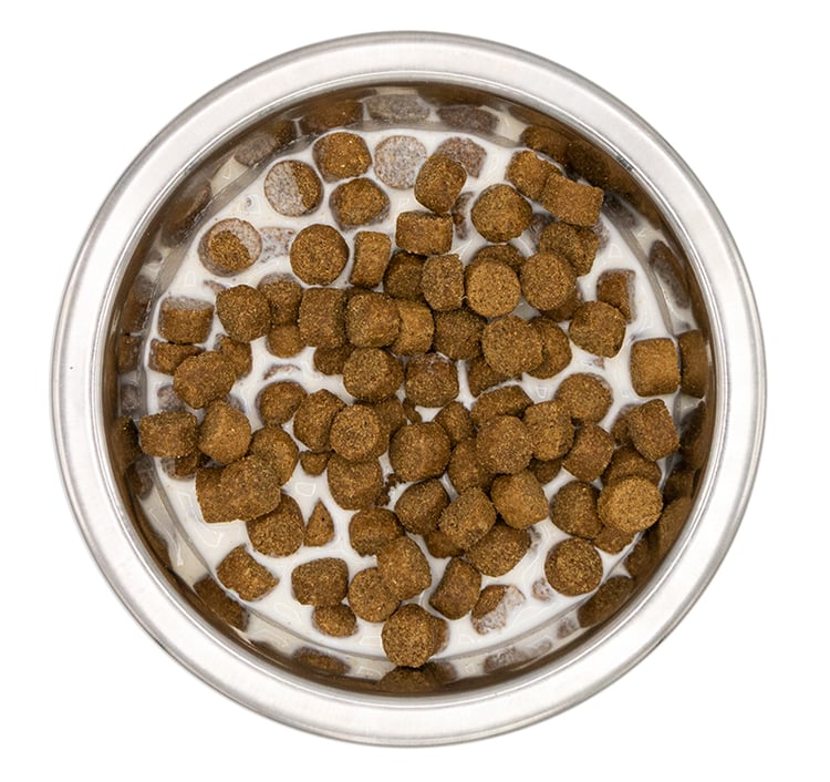 Is Your Dog Missing Teeth? How to Care for a Toothless Dog